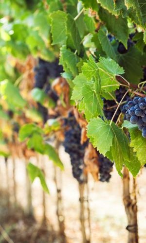 Kelowna Wine Tours